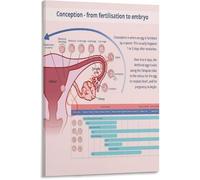 XGINERFEX Conception to Fetal Development Timeline Diagram Infographic Poster Educational Canvas Wall-Art Living Room Bedroom Decor(Unframed,12x18inch(30x45cm))
