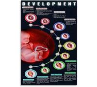 XGINERFEX Development in Womb Poster Fetal Stages Educational Guide Wall-Art(Framed,16x24inch(40x60cm))