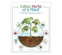 XGINERFEX Edible Plants Guide Parts of a Plant Educational Science Poster for Classroom Home Garden Decor(Unframed,08x12inch(20x30cm))