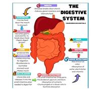 XGINERFEX Education Poster - The Human Digestive System Anatomy, Vibrant Chart for Biology Students, Nursing School & Hospital Office Wall-Art(Framed,08x12inch(20x30cm))