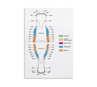 XGINERFEX Equine Anatomy Chart Horse Teeth Canvas Print Wall-Art for Veterinary Office Classroom Decor(Framed,12x18inch(30x45cm))