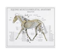 XGINERFEX Equine Musculoskeletal Anatomy Skeleton Poster Horse Anatomy Chart Canvas Painting Wall-Art for Veterinary Study and Decor(Framed,08x12inch(20x30cm))