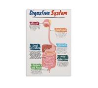 XGINERFEX Gastrointestinal System GI Tract Poster, Detailed Illustration, Physiotherapy Office Art, Healthcare Professional Decor (Framed,16x24inch(40x60cm))