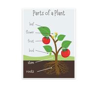 XGINERFEX Homeschool Science Poster Parts of a Plant Anatomy Educational Chart for Botany Study and Classroom(Unframed,08x12inch(20x30cm))