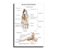 XGINERFEX Human Foot Anatomy Canvas Print Skeletal Muscles Chart Educational Wall Decor for Home Classroom(Framed,12x18inch(30x45cm))