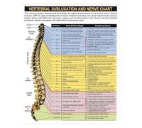 XGINERFEX Human Spinal Anatomy Art Print - Illustration of Vertebral Column and Nerve Pathways, Large Canvas Painting for Office, Classroom, or Home Library(Unframed,12x18inch(30x45cm))
