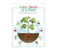 XGINERFEX Kitchen Decor Poster Edible Parts of a Plant Chart Food Education Botanical Print Wall-Art (Framed,08x12inch(20x30cm))
