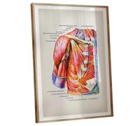 XGINERFEX Labeled Human Muscle Anatomy Poster in Watercolor Style - Detailed Chart Ideal for Study, Professional Reference & Office Decor(Unframed,08x12inch(20x30cm))