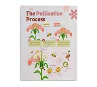 XGINERFEX Learning Botany Science Poster Process of Pollination Educational Wall-Art for Classroom Study(Unframed,12x18inch(30x45cm))