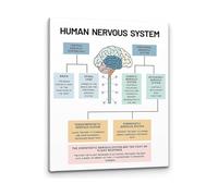 XGINERFEX Mental Health Science Art Human Nervous System Brain Anatomy Canvas Painting for Counseling Office Doctor Office(Unframed,08x12inch(20x30cm))