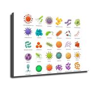 XGINERFEX Microbiology Chart Wall-Art, Bacteria & Virus Identification Poster, Scientific Illustration for, Doctor Office, Classroom Decor(Unframed,08x12inch(20x30cm))
