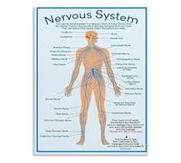 XGINERFEX Nervous System Regulation Chart Neuroscience Educational Poster Mind Body Connection Guide Canvas Wall-Art for Home Study(Framed,16x24inch(40x60cm))