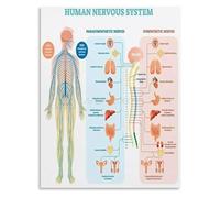 XGINERFEX Nervous System Regulation Educational Chart Wall-Art Poster Canvas Painting for Bedroom Living Room Decor(Framed,08x12inch(20x30cm))
