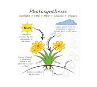 XGINERFEX Photosynthesis Poster Science Biology Educational Chart for Classroom Homeschool Decor STEM Learning Tool Teacher Resource Anchor Chart(Unframed,16X24inch(40X60cm))