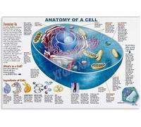 XGINERFEX Plant and Animal Cell Anatomy Poster Detailed Infographic Wall-Art Canvas Painting Science Biology Home Decor(Unframed,12x18inch(30x45cm))