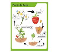 XGINERFEX Plant Life Cycle Science Poster Biology and Botany Educational Chart for Classroom Study Room(Unframed,08x12inch(20x30cm))