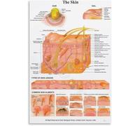 XGINERFEX Skin Anatomy Poster Layers of The Skin Chart Epidermis Dermis Hypodermis Wall-Art for Clinic Decor(Unframed,16x24inch(40x60cm))
