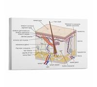XGINERFEX Skin Anatomy Wall-Art Human Skin Structure Poster Detailed Educational Chart Canvas Print Home Decor(Unframed,16x24inch(40x60cm))