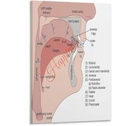 XGINERFEX Speech Articulation Anatomy Chart Poster Vocal Tract Places of Articulation Diagram Canvas Wall-Art Living Room Bedroom(Unframed,16x24inch(40x60cm))