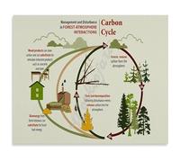 XGINERFEX The Carbon Cycle Science Poster Environmental Biology Chart Canvas Wall-Art for Classroom Decor(Framed,16x24inch(40x60cm))
