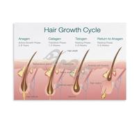 XGINERFEX The Science of Hair Poster - Hair Follicle Structure, Growth Cycle & Scalp Anatomy Chart, Biology Wall-Art for Salon, Study, Office(Framed,12x18inch(30x45cm))
