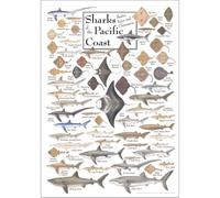 XGINERFEX Vintage Marine Life Poster, Sharks & Rays of the Pacific Coast Chart, Educational Ocean Species Print for Children's Room Beach House Decor(Framed,12x18inch(30x45cm))
