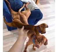 XGSiNuoBao Almohadas feas personalizadas para mascotas, cojín personalizado divertido con cara de perro y gato (sin bordes blancos), regalos divertidos para familiares y amigos