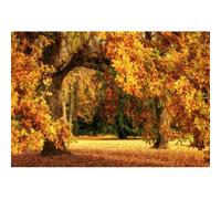 Xiaoterna 2,2x1,5m Fondo de Bosque con Hojas de Arce otoñales Sol Árboles de otoño Telón de Fondo Bosque caducifolio de otoño Fotografía Telón de Fondo Decoración para Fiestas de cumpleaños