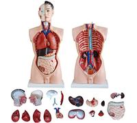 Xiaoxu Modelo anatómico 4D de Torso Humano, 85 cm, tamaño Natural Masculino, 19 Piezas, Modelo anatómico, Modelo de Torso Humano desmontado, Apto para Clases.