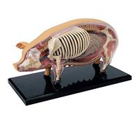 Xiaoxu Modelo anatómico de Cerdo 4D, Modelo de Esqueleto anatómico, Modelo Animal Desmontable con 19 órganos y Partes del Cuerpo - Modelo didáctico