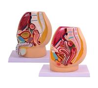 Xiaoxu Modelo anatómico del Sistema urogenital a tamaño Real para Pelvis Masculina y Femenina. Modelo detallado de anatomía reproductiva para investigación y educación científica (Femenina).