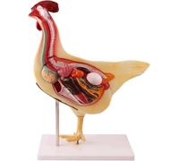 Xiaoxu Modelo de anatomía Animal de Pollo para enseñar, órgano Animal, anatomía Realista de Pollo, Modelo de órgano intestinal Animal, biología Desmontable para demostración, Modelo de Esqueleto