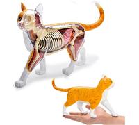Xiaoxu Modelo de anatomía de Gato 4D, simulación de órganos y Huesos de Gato, Esqueleto de Gato Naranja, lecciones médicas, Modelo de Rompecabezas, Juguete Montagy, Amarillo
