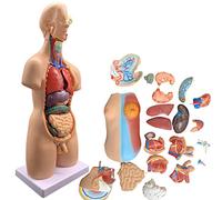 Xiaoxu Modelo de anatomía de Torso de 55 cm, ensamblaje anatómico 4D de órganos Humanos, 19 Partes, Herramienta didáctica para la enseñanza de órganos internos médicos.