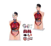 Xiaoxu Modelo de anatomía del Busto Masculino de 85 cm 19 cm Partes desprendibles Modelo anatómico Torso Humano 4D de órganos Humanos PVC para enseñanza y Aprendizaje