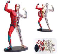 Xiaoxu Modelo de anatomía Muscular Humana de 19 cm de Alto, con órganos y Partes del Cuerpo Desmontables para Estudio, exhibición, Modelo didáctico, Rompecabezas, Juguete para ensamblar.