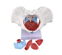 Xiaoxu Modelo de músculo del Suelo pélvico, Pelvis Femenina, Pelvis extraíble con músculos y órganos, Modelo Estructural anatómico de tamaño Natural, Modelo Educativo para Profesores de Escuela.