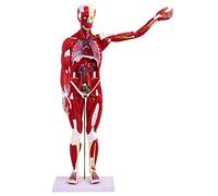 Xiaoxu Modelo de músculos de Cuerpo Humano de 80 cm con órganos internos, Torso, anatomía Deportiva, enseñanza, Desmontable, 27 Piezas, Arte médico, Hospital, clínica, Fitness.