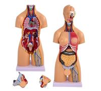 Xiaoxu Modelo de Torso Humano de 21 Pulgadas, 21 Piezas extraíbles, Modo Educativo, Cerebro, Torso, corazón y Esqueleto, Ideal para Estudiantes de Medicina, Laboratorios y aulas.