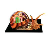 Xiaoxu Rompecabezas Tridimensional de anatomía de Caracoles con visión 4D. Anatomía Animal. 32 órganos y Partes del Cuerpo Desmontables. Modelo de anatomía para biología. Modelo de Esqueleto Animal.