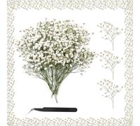 XIATIAN Flores Secas, Naturales Gypsophila Paniculata 100 Piezas Flores Prensadas, Flores Secas Manualidades Flore Seca Pequeñas para Bricolaje Resina Álbumes de Recortes Nail