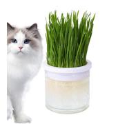 Xinhuju Cat Grass Hydroponic Planter - Gato Cultivación Pot Clear Hydroponic Jarrón Box Cat Hrass | Este plantador de Gato tiene Un Diseño de Capa B, lo que hace conveniente para reemplazar el ea