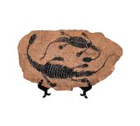 Xinsheinelry Resinas Fósiles De Dinosaurios Estatua Modelo Esqueleto Simulado Oficina En Casa Escritorio Estante Exhibición Adorno Decorativo Esqueletos Adorno En Miniatura