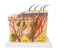 XIOFYA 1 UNID Skins Modelo de la Piel anatómica Humana de la Piel y la Estructura del Cabello Ampliar el Modelo Humano Cuerpo Gris anatomía Suministros y Equipos médicos