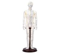 Xiuganpo Modelo de Acupuntura, Modelo de Punto de Acupuntura Humano de 52 Cm con Brazos Giratorios 360, Muñeca de de Cuerpo Completo con Guía de Práctica Incluida para Demostración de Enseñanza de