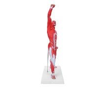 Xiuganpo Modelo del Muscular Humano, 50 Cm Anatómicamente Preciso Capas Musculares Profundas Superficiales Detalles del Tendón Modelo del Muscular Detallado de Anatomía con Detalles del Tendón para