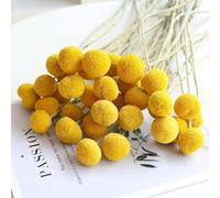 XIZHI 30 Tallos de Flores secas Naturales de Craspedia de 2,5 a 4 cm de diámetro, Ramo de Bolas de Botones Amarillos, Ramo de Flores secas Naturales para arreglos Florales y decoración del hogar