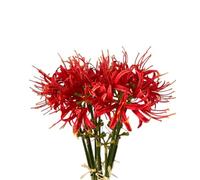 XIZHI 5 Tallos Artificiales de Lirio de araña de 23.6 Pulgadas, bulbos de licrio, Flores Artificiales con Tallo Largo, Tacto Real para fotografía, Hotel, decoración de jardín (Rojo)