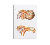 XKUGA Póster de biología con diseño de conchas de cangrejo ermitaño de animales, pintura decorativa en lienzo, pósteres de pared e impresión artística moderna para decoración de dormitorio familiar