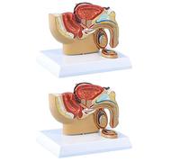 Xnuiasqe Modelo de urinario rectal de la vejiga de próstata testicular de sección sagital pélvica masculina 4X 1:2